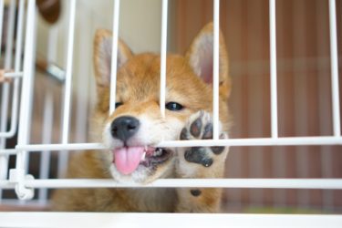 飛行機事故の際に貨物室に預けられているペットはどうなる？